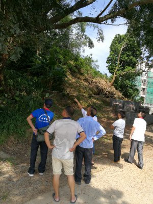 南岸白蚁公司对龙湾村古树的维护